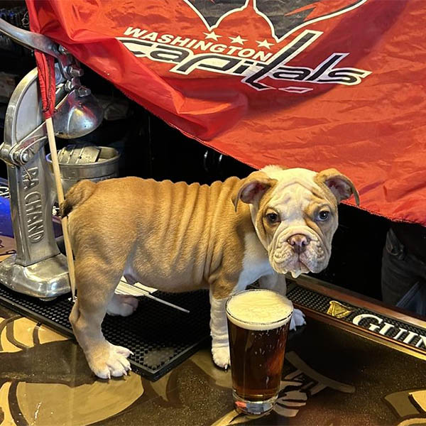 bulldog in front of Capitals flag